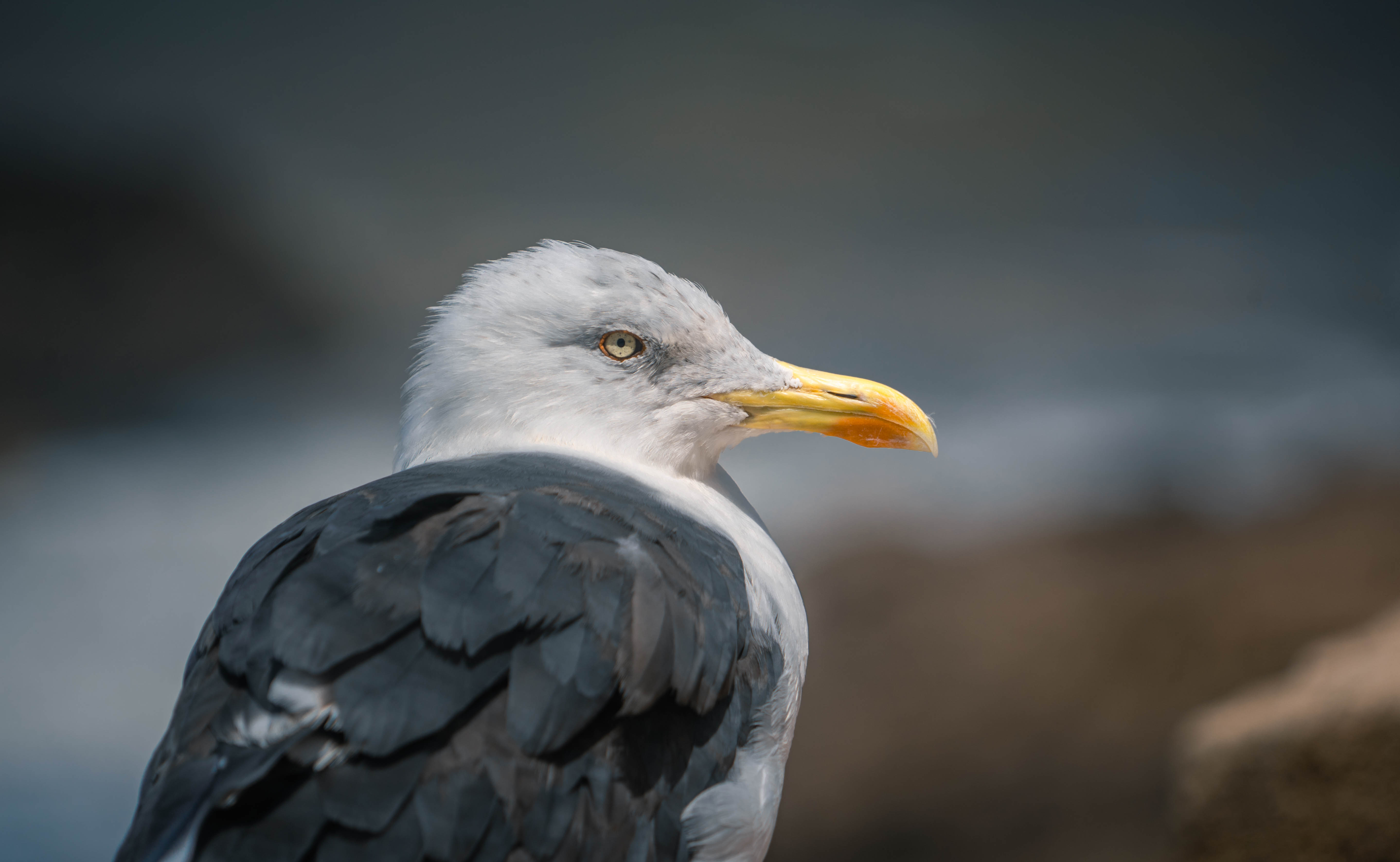 Professional photography example